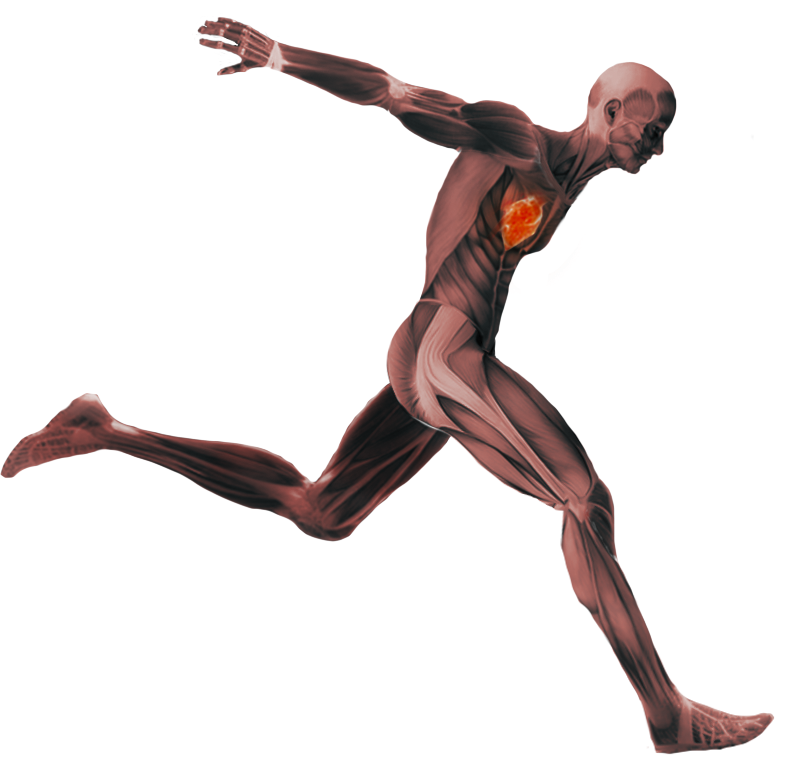Anatomical runner showing active muscle movement